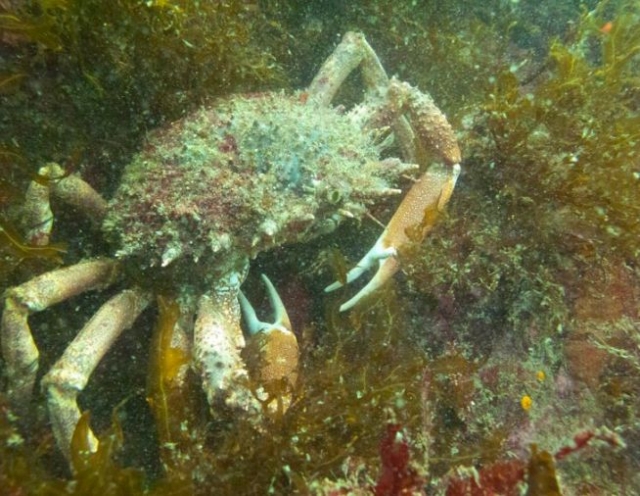  Abitante dei fondali marini del Morbihan 